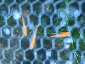 赤いかわいこちゃん♪