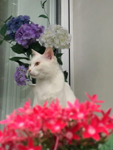 幡ヶ谷　お花と白い猫