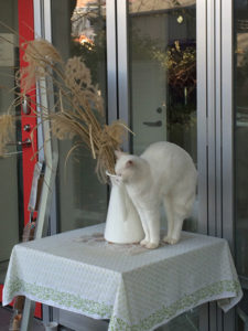 幡ヶ谷　ススキと白い猫