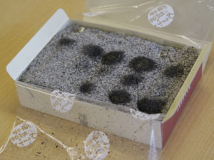 ふるや古賀音庵 古賀音だんご 黒胡麻和三盆 開封