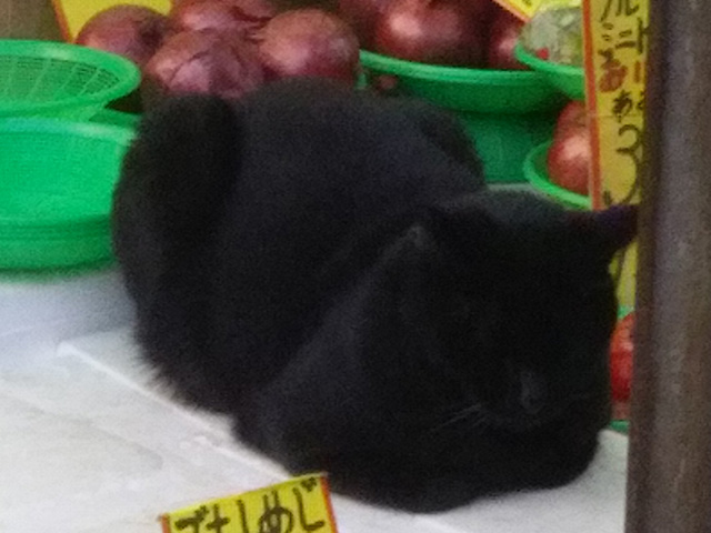 八穂昭の黒猫 店番中