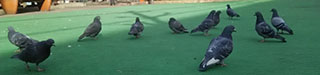 幡ヶ谷六郷坂上公園の鳩たち