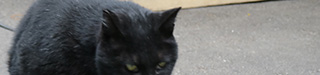 幡ヶ谷の八百屋の黒猫